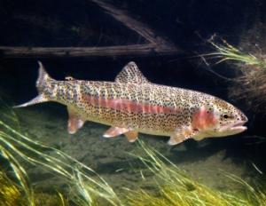Where is it prohibited to locate trout farms?