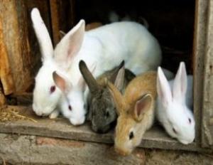 Кроликівництво – вигідний бізнес