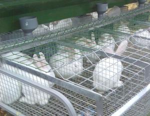 Geschäftsplan für eine Kaninchenzuchtfarm