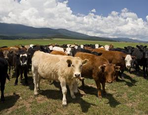 Чому корова мукає - опис звуків, що видаються коровою